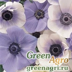 Семена Анемона (Ветреница) корончатая (Anemone coronaria) "Mona Lisa" (mix) raw 1000 шт.