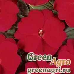Семена Бальзамин новогвинейский (Impatiens New Guinea) "Divine F1" (cherry red) raw 100 шт.