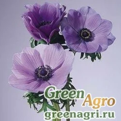 Семена Анемона (Ветреница) корончатая (Anemone coronaria) "Mona Lisa" (lavender shades) raw 1000 шт.