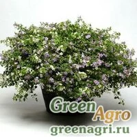Семена Бакопа (Сутера) сердцевидная (Sutera (Bacopa) cordata) "UTOPIA" (MIX) precision Multi-pelleted 1000 шт.