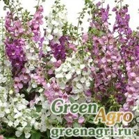 Семена Ангелония узколистная Angelonia angustifolia SERENA MIX Pelleted 100