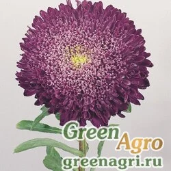 Семена Астра китайская (Callistephus chinensis) "Thousand Wonders" (crimson) raw 1000 шт.