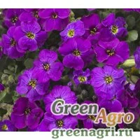 Семена Аубриета гибридная (Aubrieta hybrida) "Audrey F1" (purple shades) raw 1000 шт.