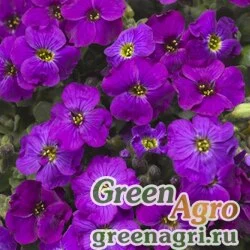 Семена Аубриета гибридная (Aubrieta hybrida) "Audrey F1" (purple shades) raw 1000 шт.
