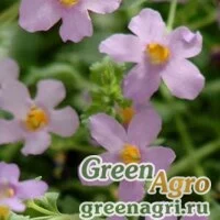 Семена Бакопа (Сутера) сердцевидная (Sutera (Bacopa) cordata) "Blutopia" (blue) multi-pelleted 100 шт.