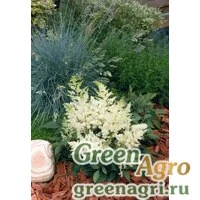 Семена Астильбе Арендса (Astilbe arendsii) "Astary" (white) Pelleted 1000 шт.