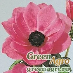 Семена Анемона Ветреница корончатая Anemone coronaria MONA LISA ORCHID SHADES Raw 100