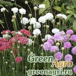Семена Армерия ложноармерия (Armeria pseudarmeria) "Ballerina" (mix) cleaned 1000 шт.