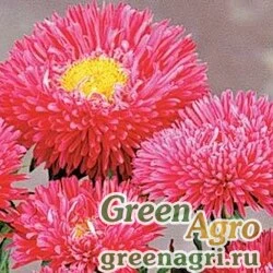 Семена Астра китайская (Callistephus chinensis) "METEOR" (CARMINE RED) raw Произв. 1000 шт.