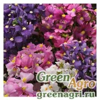 Семена Немезия лазоревая (Nemesia foetans) "Poetry F1" (mix) pelleted 1000 шт.
