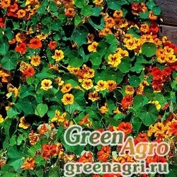 Семена Настурция большая (Tropaeolum majus) "Gleam Hybrids" (mix) 100 гр.