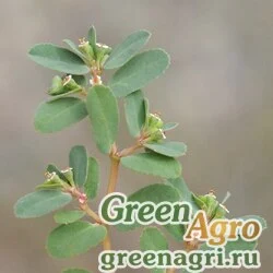 Семена Молочай приземистый (Euphorbia humifusa) 1 гр.
