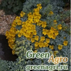 Семена Настурция многолистная (Tropaeolum polyphyllum) 5 гр.