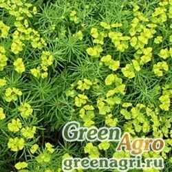 Молочай Ленский (Euphorbia lenensis) 0.8 гр.