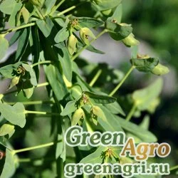 Семена Молочай оголенный (Euphorbia glaberrima) 0.5 гр.