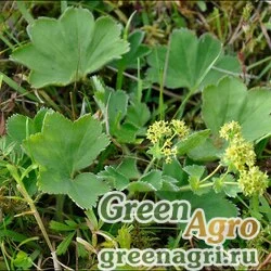 Семена Манжетка тонкостебельная (Alchemilla filicaulis) 0.3 гр.