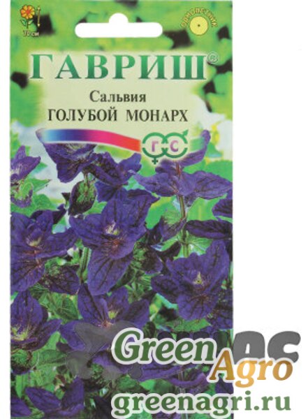 Сальвия голубой Монарх