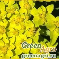 Семена Молочай желтеющий (Euphorbia lutescens) 2.5 гр.