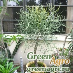 Семена Молочай интизи (Euphorbia intisy) 1 гр.