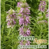 Семена Монарда лимонная (Monarda citriodora) 25 гр.