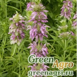 Семена Монарда лимонная (Monarda citriodora) 25 гр.