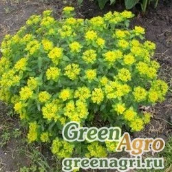 Молочай сладкий (Euphorbia dulcis ) 0,5 гр.