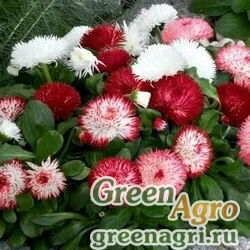 Семена Маргаритка многолетняя (Bellis perennis) "Monstrosa" (double flowered mixed) 10 гр.