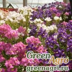 Семена Немезия лазоревая (Nemesia foetans) "Seventh Heaven F1" (mix) raw 1000 шт.