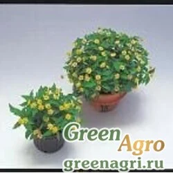 Семена Меламподиум болотный (Melampodium paludosum) "Delight" (lemon) 1000 шт.