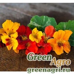 Семена Настурция большая (Tropaeolum majus) "Lobbianum Out of Africa" (mix) 100 гр.