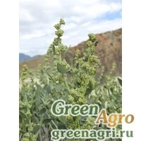 Семена Марь кустарниковая (Chenopodium frutescens) 2 гр.