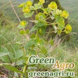 Семена Молочай членистоплодный (Euphorbia condylocarpa) 1 гр.