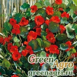 Семена Настурция большая (Tropaeolum majus) "Indian Chief" 100 гр.