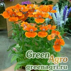 Семена Немезия зобовидная (Nemesia strumosa) "Nebula F1" (bronze) Raw 1000 шт.