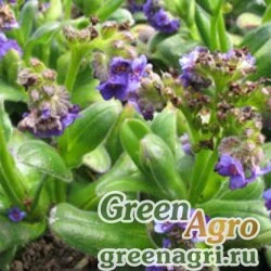 Семена Незабудка головчатая (Myosotis capitata) 0.1 гр.