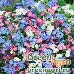 Семена Незабудка альпийская (Myosotis alpestris) (mix) 30 гр.