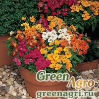 Семена Немезия зобовидная (Nemesia strumosa) "Sundrops" (mix) raw 500 шт.