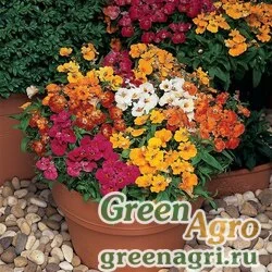 Семена Немезия зобовидная (Nemesia strumosa) "Sundrops" (mix) raw 500 шт.
