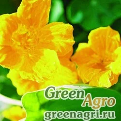 Семена Настурция большая (Tropaeolum majus) "Golden Gleam" 100 гр.