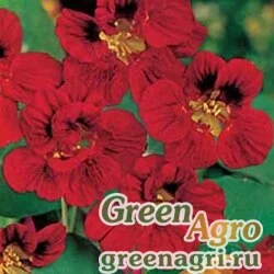 Семена Настурция большая (Tropaeolum majus) "Mahogany Gleam" 100 гр.