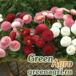 Семена Маргаритка многолетняя (Bellis perennis) "Bellissima" (mix) Pelleted 1000 шт.