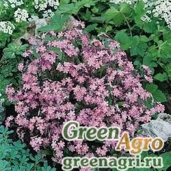 Семена Незабудка альпийская (Myosotis alpestris) (rose) 30 гр.