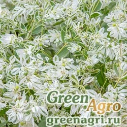 Семена Молочай окаймленный (Euphorbia marginata) "Mountain Snow" (white) 40 гр.