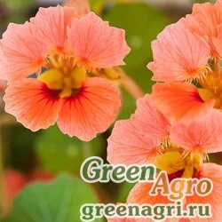 Семена Настурция большая (Tropaeolum majus) "Lobbianum Vesuvius" 100 гр.