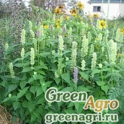 Семена Многоколосник котовниковидный (Agastache nepetoides) 1 гр.