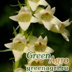 Семена Наперстянка сибирская (Digitalis sibirica) 1.5 гр.