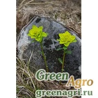 Семена Молочай алтайский (Euphorbia altaica) 2.5 гр.
