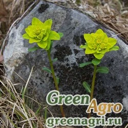 Семена Молочай алтайский (Euphorbia altaica) 2.5 гр.