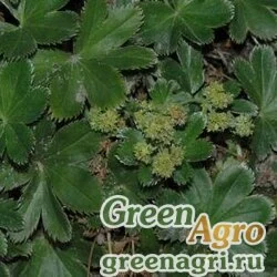 Семена Манжетка фаросская (Alchemilla faeroensis) 0.3 гр.