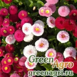 Семена Маргаритка многолетняя (Bellis perennis) "Super Enorma" (mix) 10 гр.